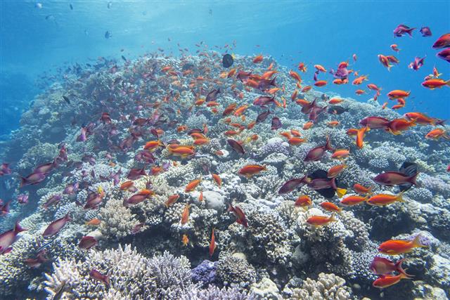 Coral reef with shoal of fish anthias in tropical sea