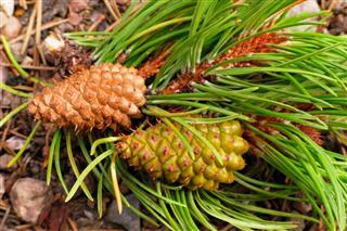 Immature Female Pine Cones