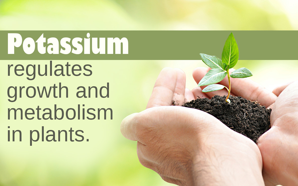 Potassium Deficiency in Plants