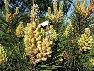 Pine Pollen Cones