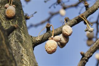 Silver apricot fruit on ginkgo tree in autumn