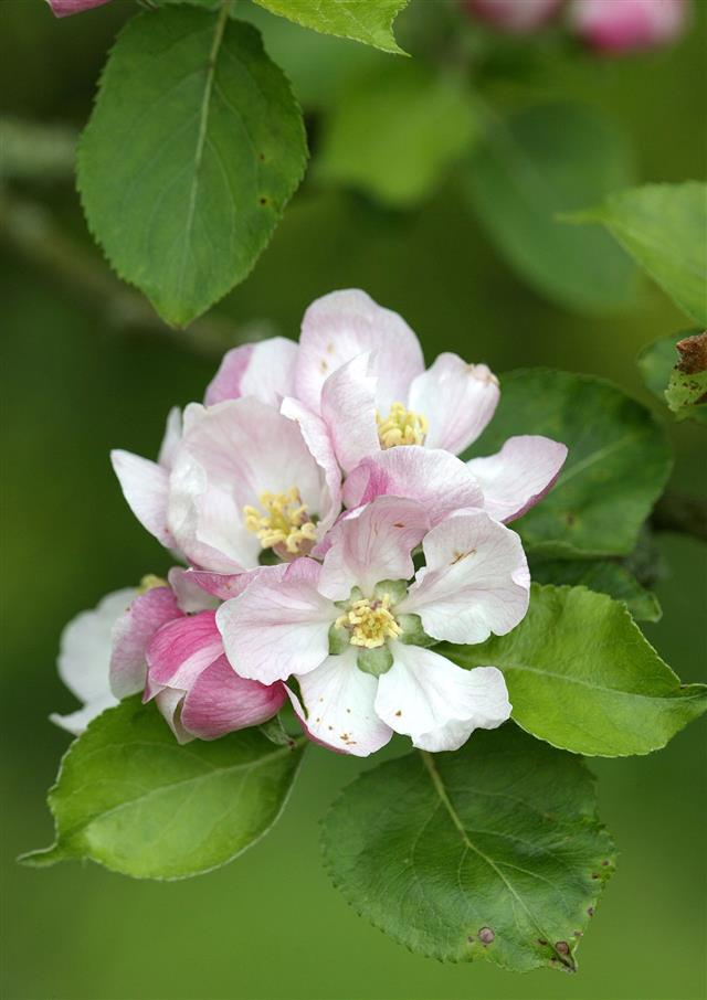 Pale Pink Apple Blossom