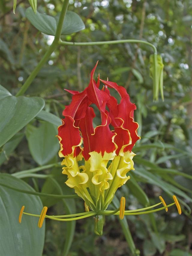 Gloriosa Superba Liliaceae
