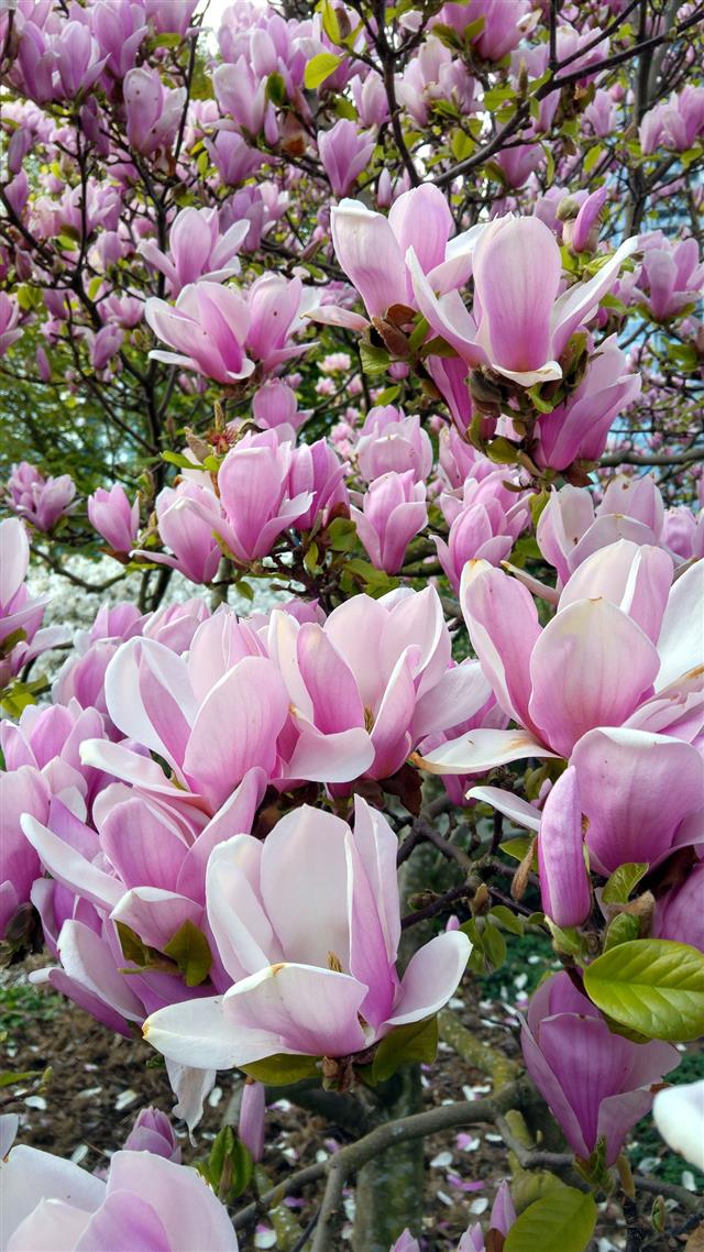 Pink And White Magnolia Blossom