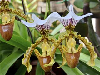 Beautiful orchid Paphiopedilum