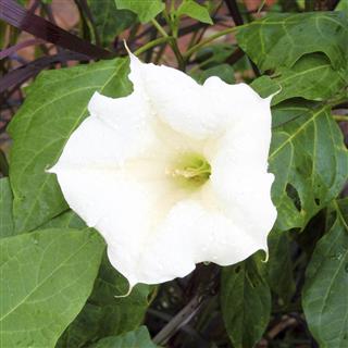 sacred datura flower