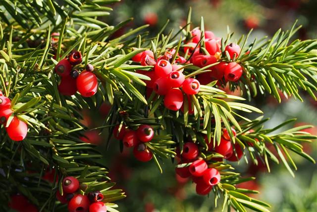 yew bush with bright red berries