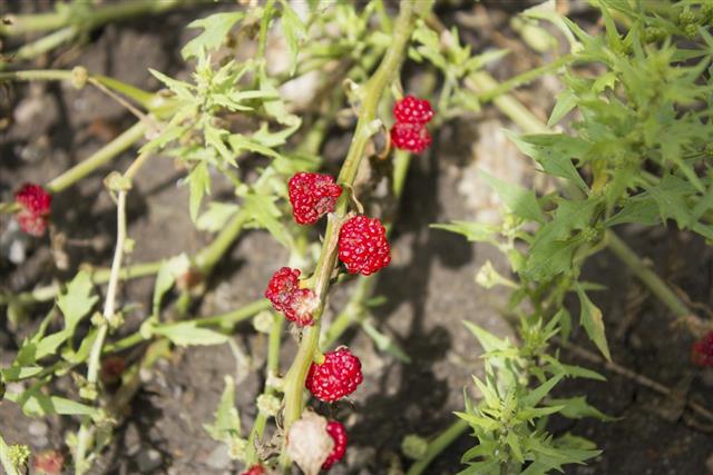 Strawberry blite (Chenopodium foliosum)