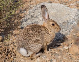Desert Cottontail Rabbit on Alert