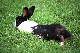 Dutch rabbit on grass