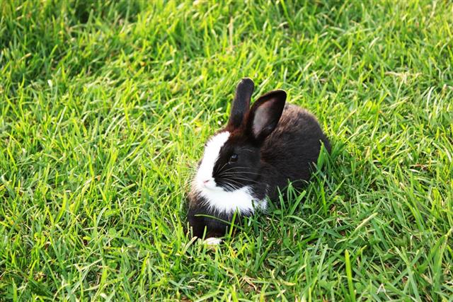 Black and white dwarf rabbits on green grass