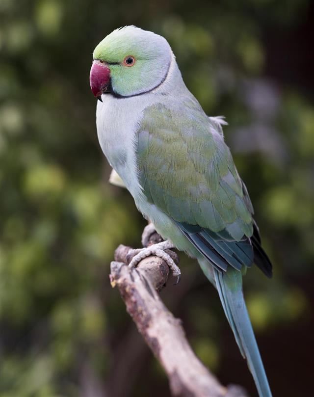 Green Indian Ring Neck Parrot