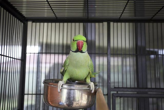 Indian Ringneck In Cage