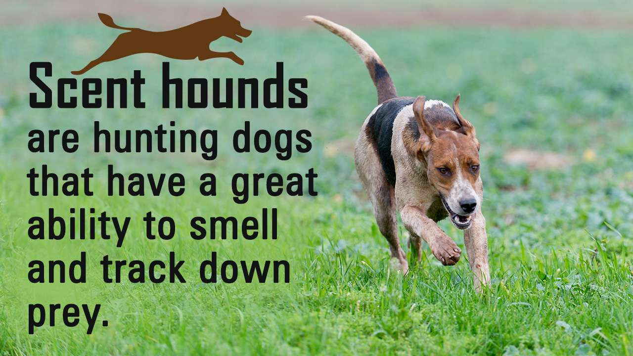 Types of Hunting Dogs