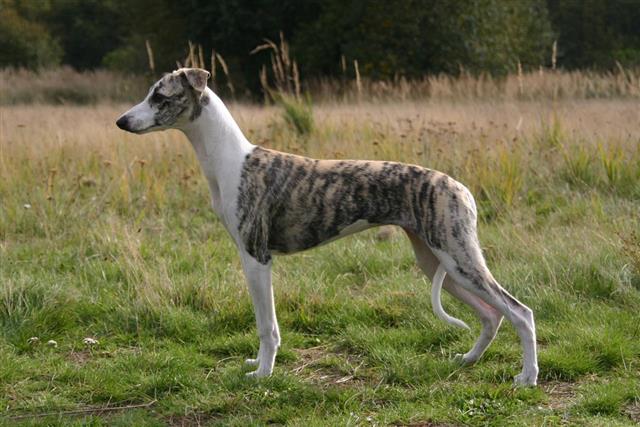 Greyhound-Whippet