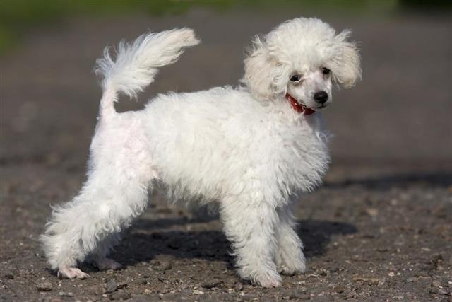 Puppy poodle standing in the sun