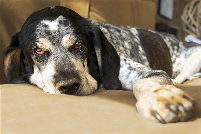 Bluetick Coonhound dog on couch