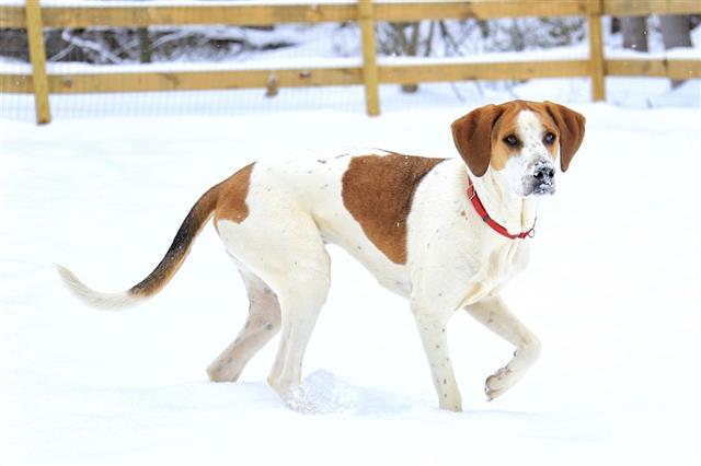 American Foxhound in snow