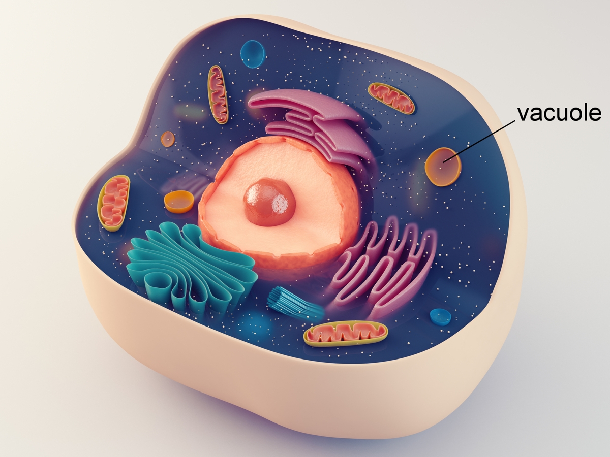 Vacuole Facts - Biology Wise