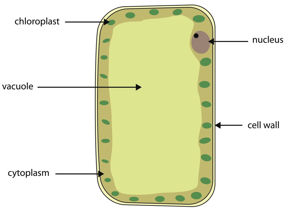 A Labeled Diagram of the Animal Cell and its Organelles - Biology Wise
