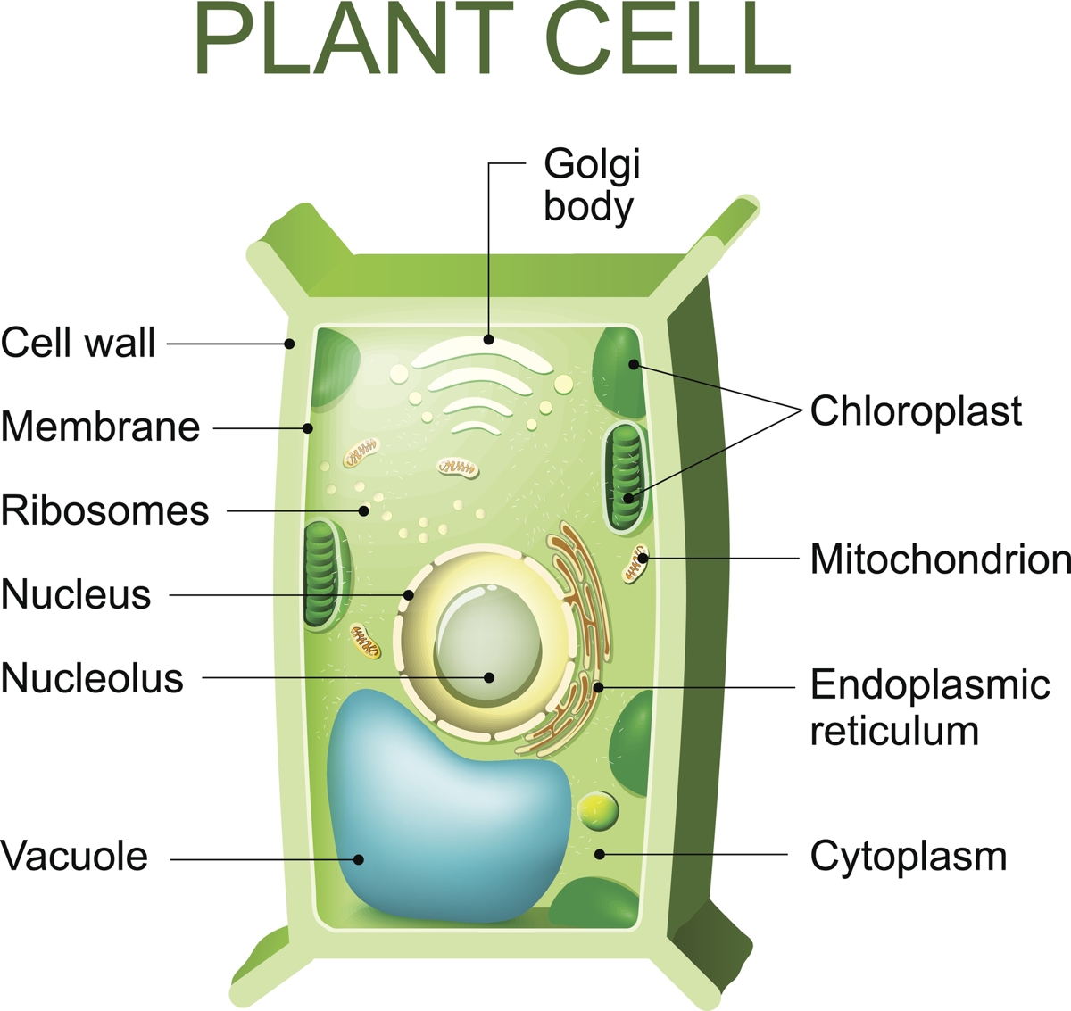 cytoplasm contains all the organelles true or false