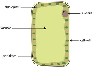 Labelled diagram of plant palisade cell