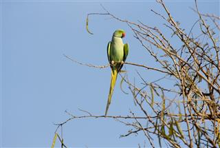 Rose-ringed Parakeet, India