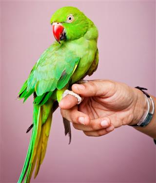 Green Indian Parrot sitting on Hand