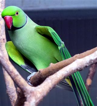 Green talking parrot
