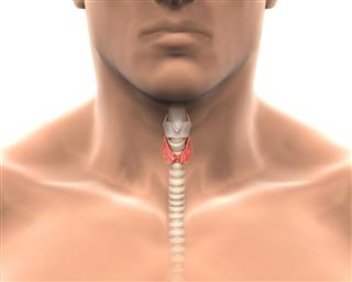 Human Thyroid Location