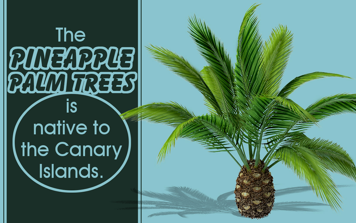 Pineapple Palm Tree