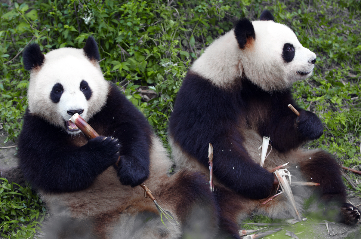 1200-174763494-pandas-eating-bamboo-shoo
