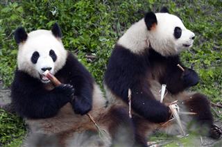 Lovely two pandas eating bamboo shoot