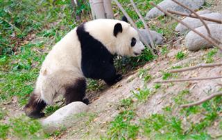 Giant Panda cub walking