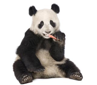 Giant Panda eating carrot