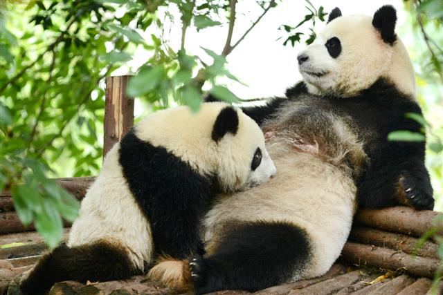 Giant Panda Baby and Mother Breastfeeding