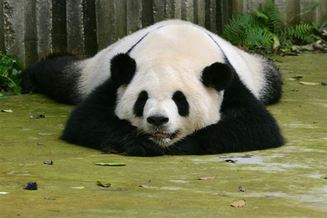 Giant Panda cute sleeping