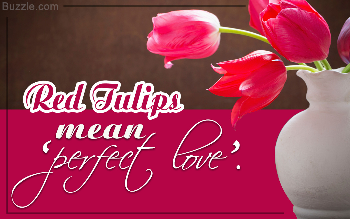 Meaning of Red Tulips
