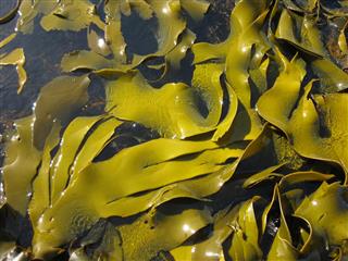 Close-up of seaweed/kelp on the waters surface