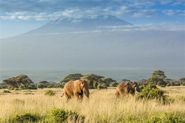 Elephant in front of Mount Kilimanjaro