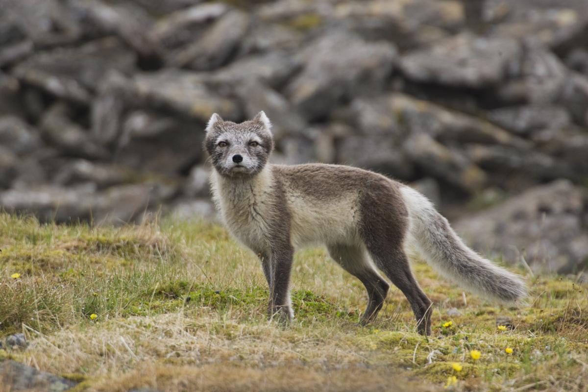 Arctic Fox Adaptations - Animal Sake