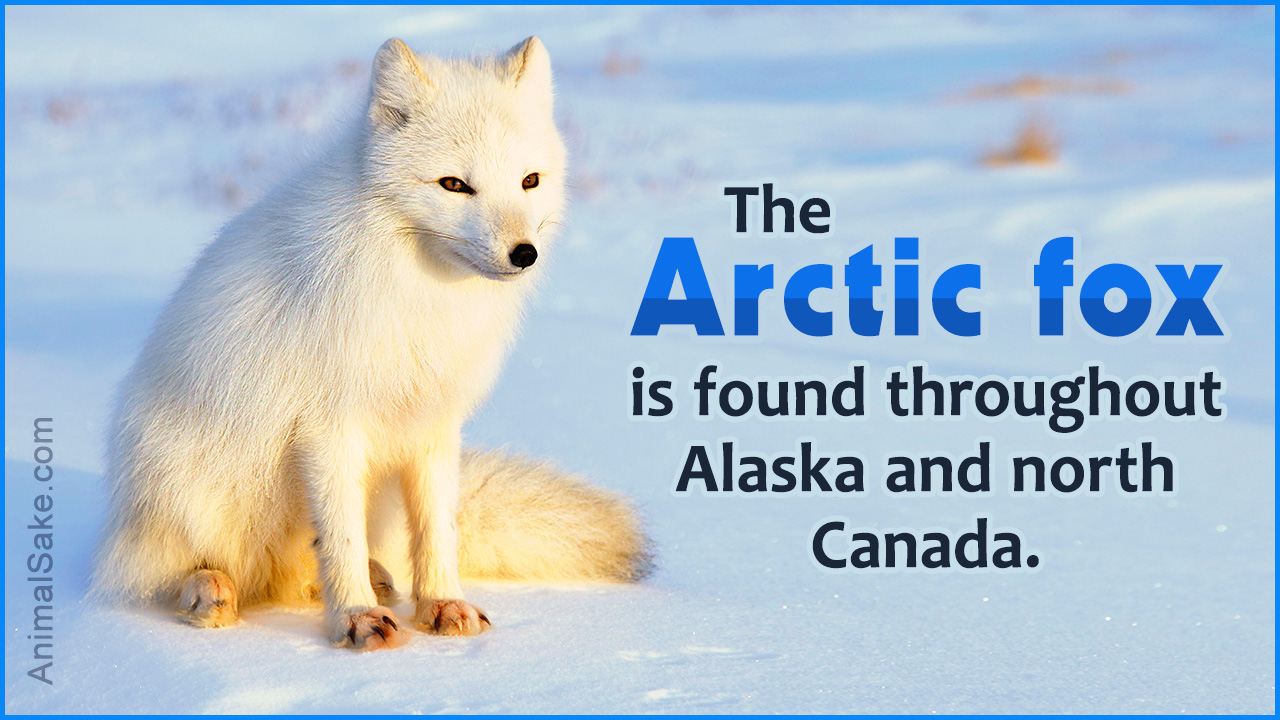 Arctic Fox Adaptations