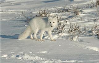 Arctic fox on snow covered