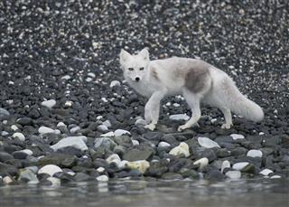 White and gray arctic fox