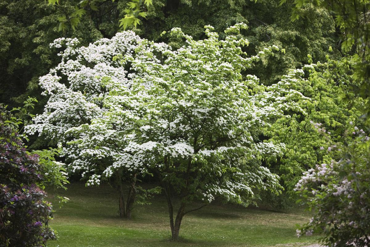 A List of Shimmering White Flowering Trees to Soothe Your ...