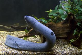South American lungfish