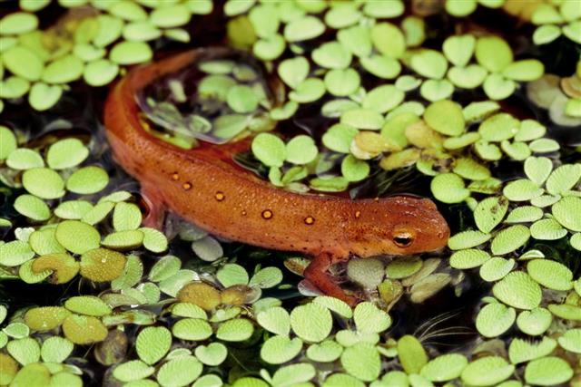 Eastern Red-Spotted Newt in Pond