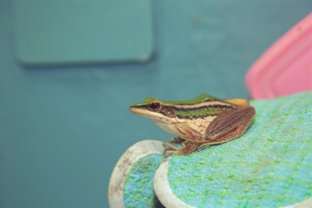 Amphibian Frog