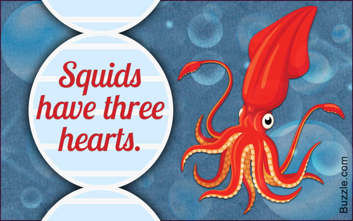 Types of Squids