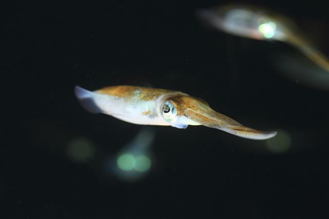 Flying squid underwater